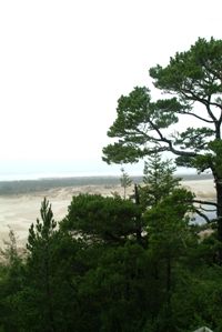 Dunes in western Oregon, viewed through trees.